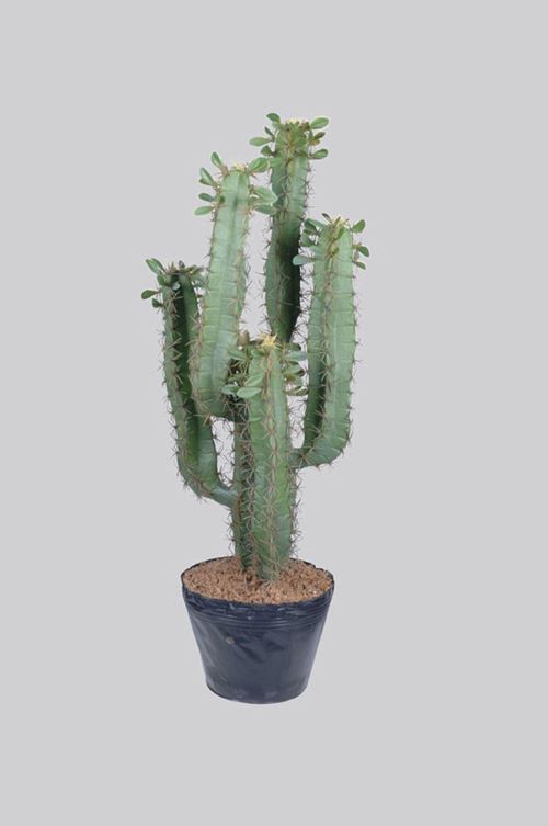 Kunstig cactus på 80cm