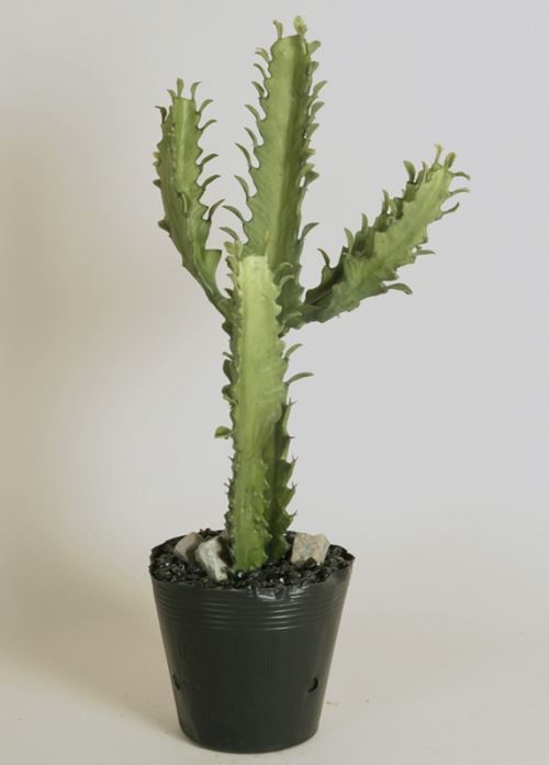Naturtro cactus fra Boutique Bonica