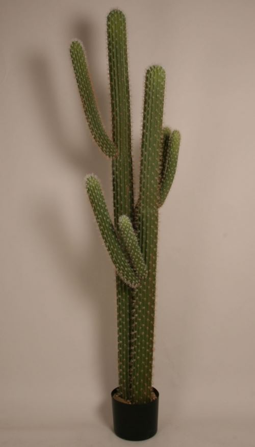 Stor cactus i Hørsholm