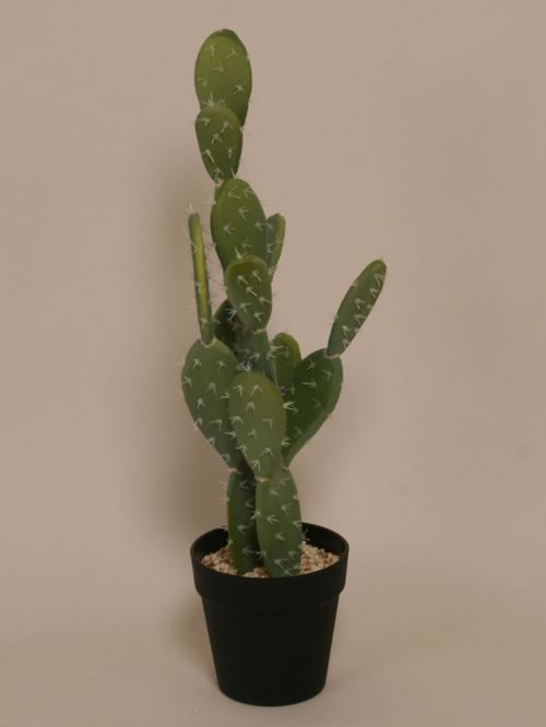 Naturtro Kaktus