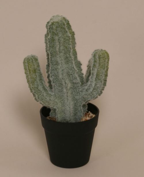 Naturtro cactus