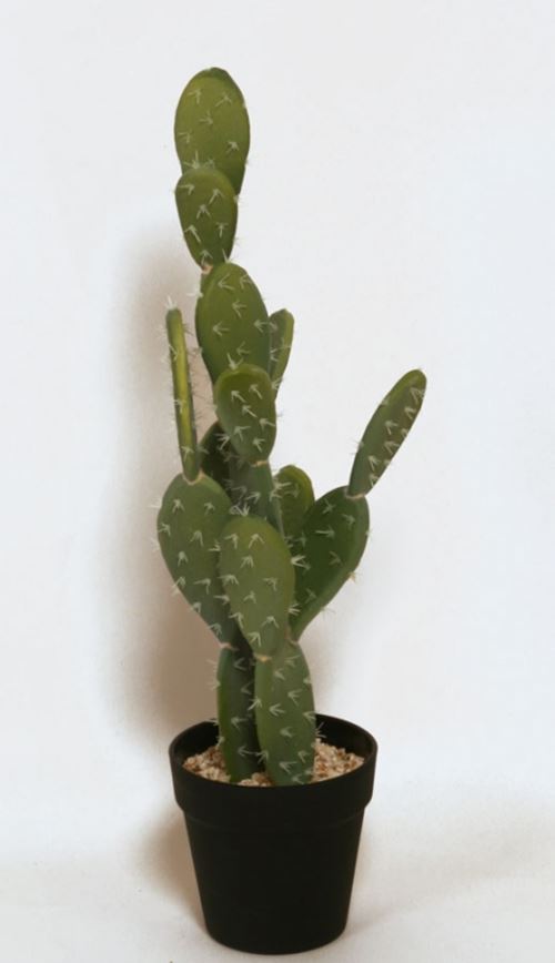 Tidløs cactus plante