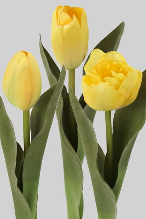 gule-tulipaner.jpg