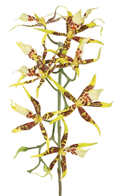 Spider orkide, gul og bordeaux, 93 cm, 130275gb.jpg