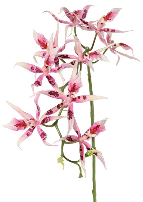 Spider orkide, pink og lilla, 93 cm, 130275rs.jpg