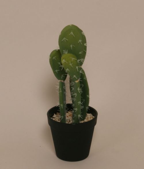 Tidløs kaktus plante