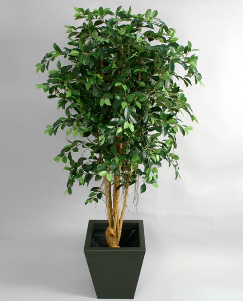 Kunstig Ficus Retusa