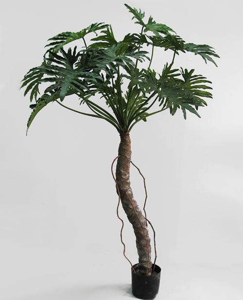 Opstammet Philodendron Selloum