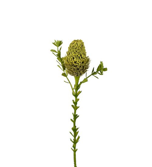 Kunstig Banksia blomst