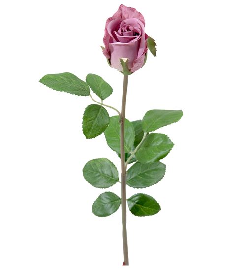 Rose silkeblomst
