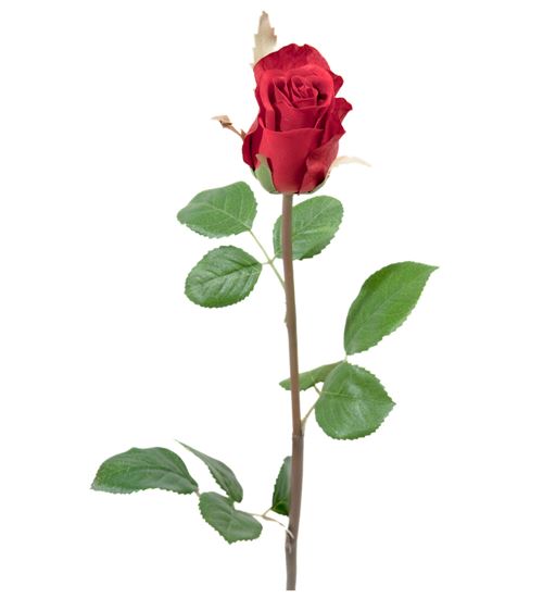 Flot rød rose