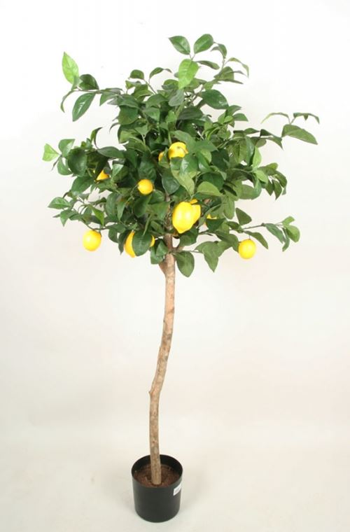 Opstammet citrontræ