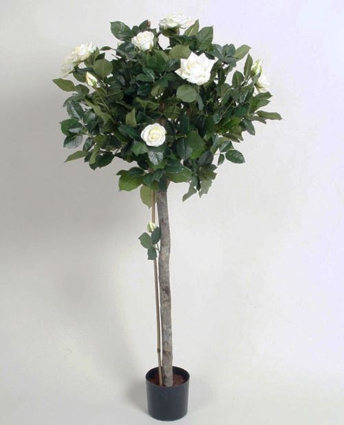 Opstammet hvid rose