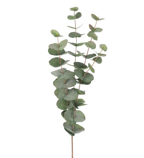 Kunstig eucalyptus i Hørsholm.jpg